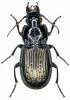 Pterostichus yvanii